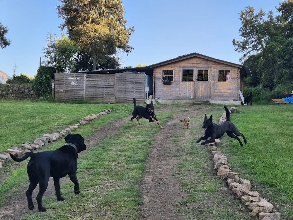Club canin corsi cani Sc - Corse pet otel görseli 3