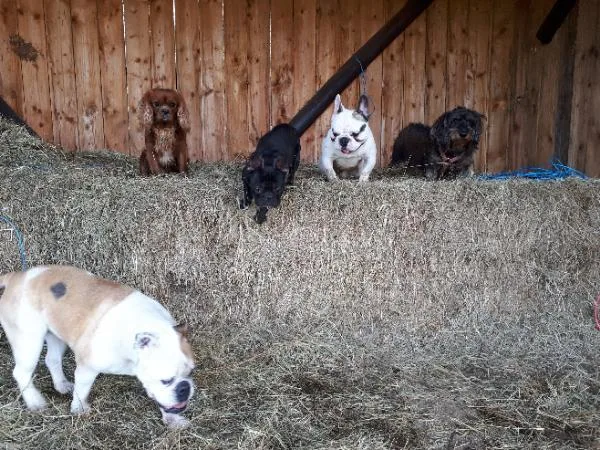 La Pension Des Animaux Heureux - Corse pet otel görseli 3