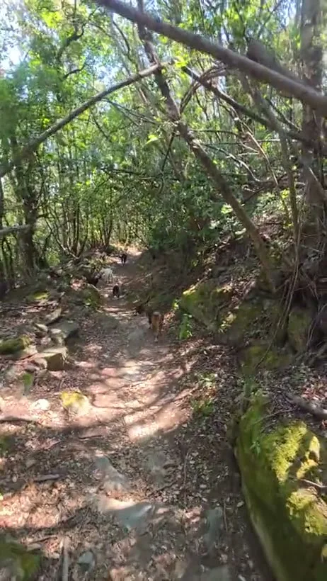 Les chiens les plus heureux de la ville - Corse pet otel