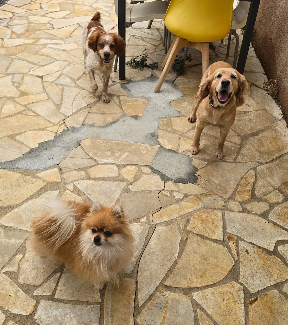 Pension Canine familiale Barrère Maëva - Corse pet otel