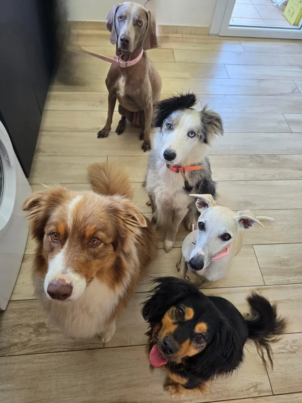 Pension Canine familiale Barrère Maëva - Corse pet otel görseli 3