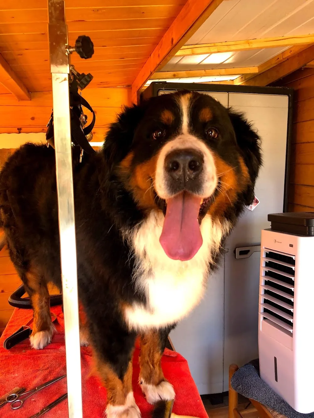 Pension, éducation canine, toilettage - Cargese - Corse pet otel görseli 3
