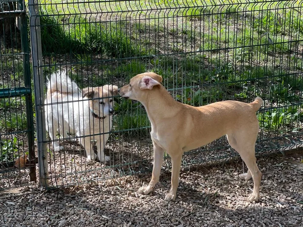 Pension les Aristos chiens et chats - Corse pet otel görseli 3