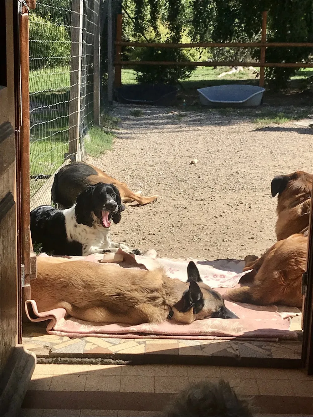 Animodom Services / Elevage des terres de Noé - Côte-d'Or pet otel görseli 3