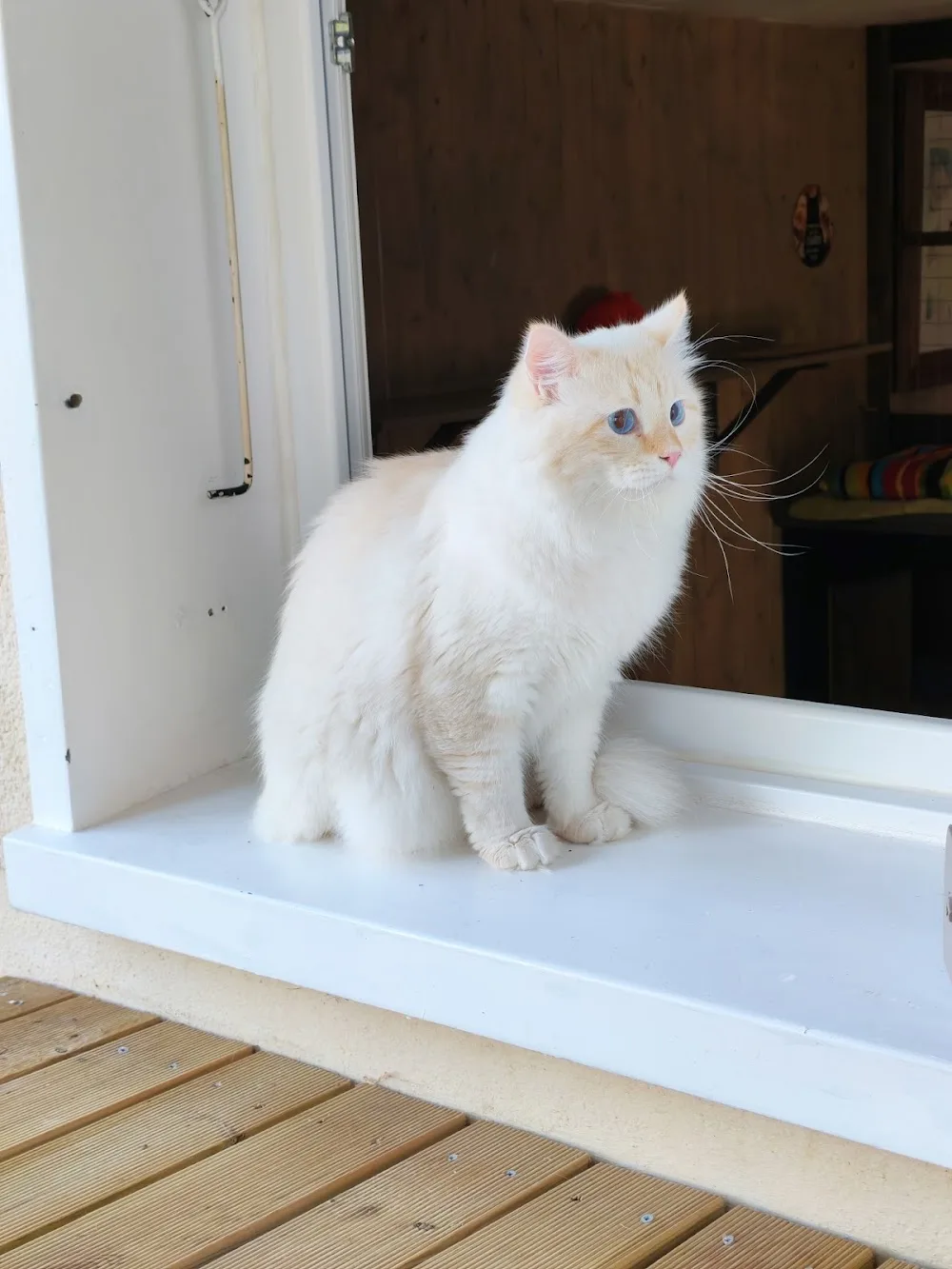 Cat Season Hôtel 5 étoiles pour chat Pension féline haut de gamme près de Mâcon - Côte-d'Or pet otel