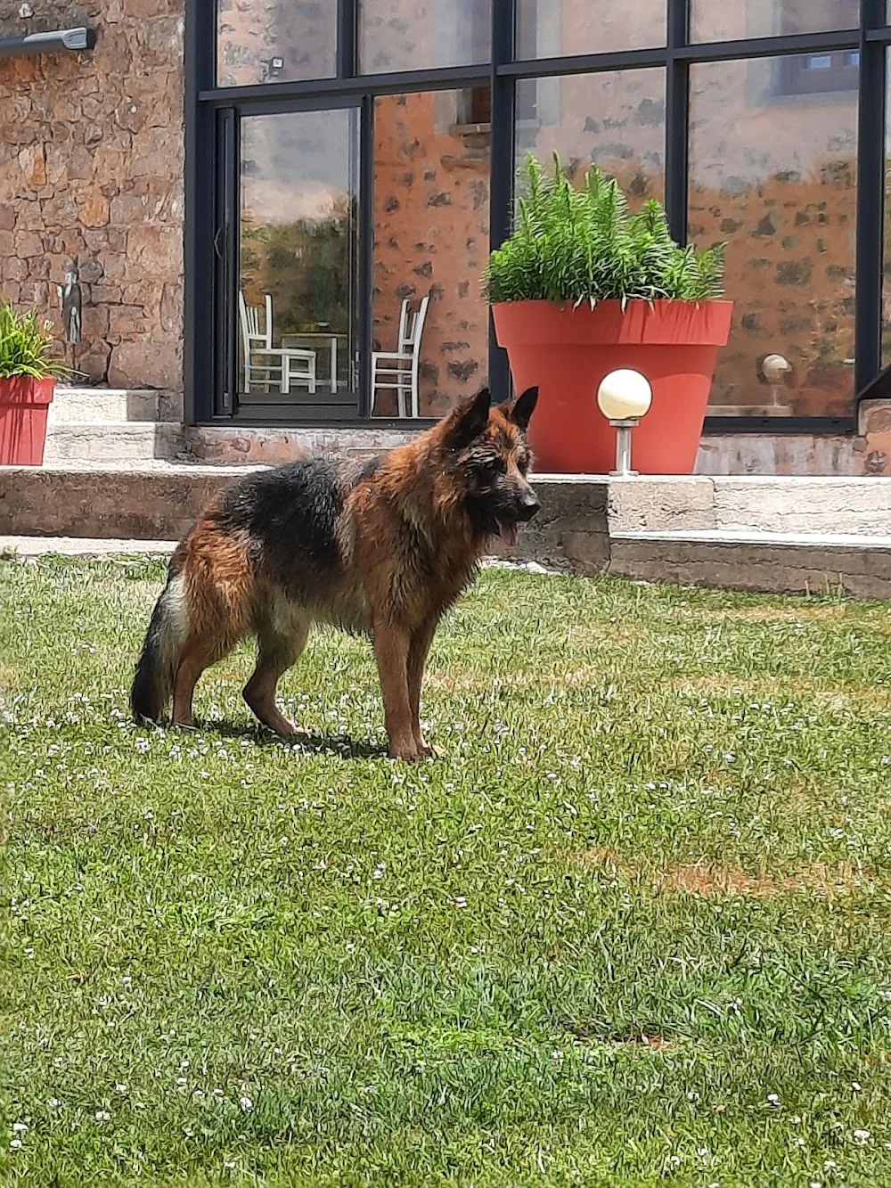 Des Légendaires Nahauri : Berger allemand, Golden retriever| Pension/éducation canine| Alimentation - Côte-d'Or pet otel