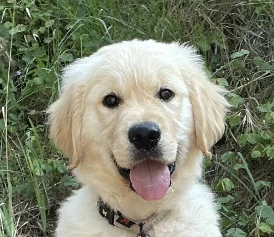 Des Légendaires Nahauri : Berger allemand, Golden retriever| Pension/éducation canine| Alimentation - Côte-d'Or pet otel görseli 3