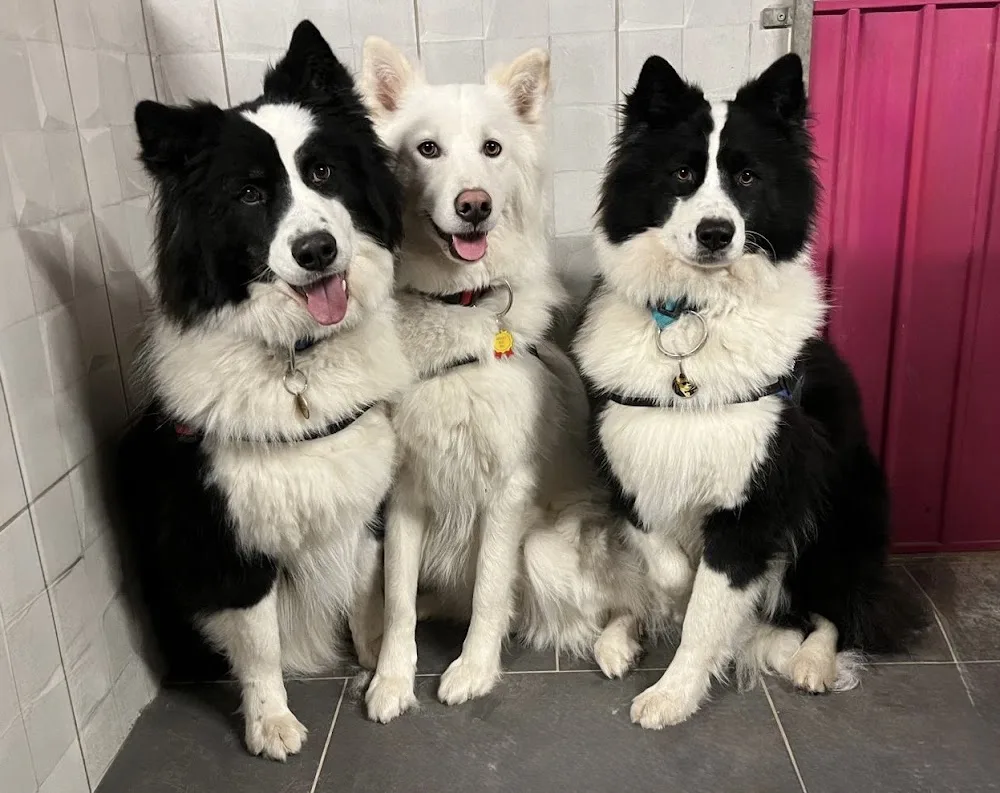 ESPRIT OUKAYA, Pension Canine & Toilettage - Côte-d'Or pet otel görseli 3