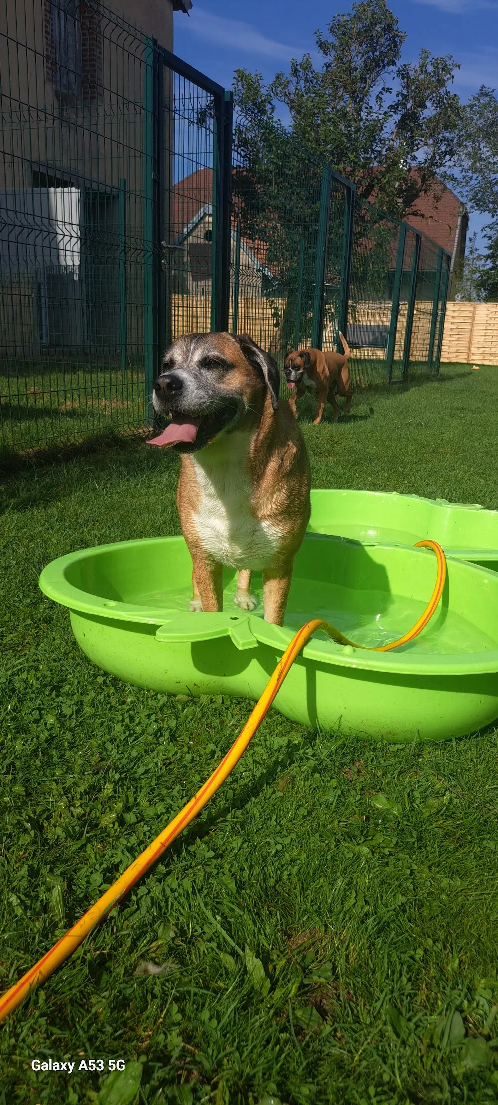 Pension canine Aux doux rêves - Côte-d'Or pet otel görseli 3