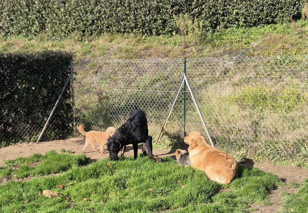 Pension canine de Couches 71 - Côte-d'Or pet otel
