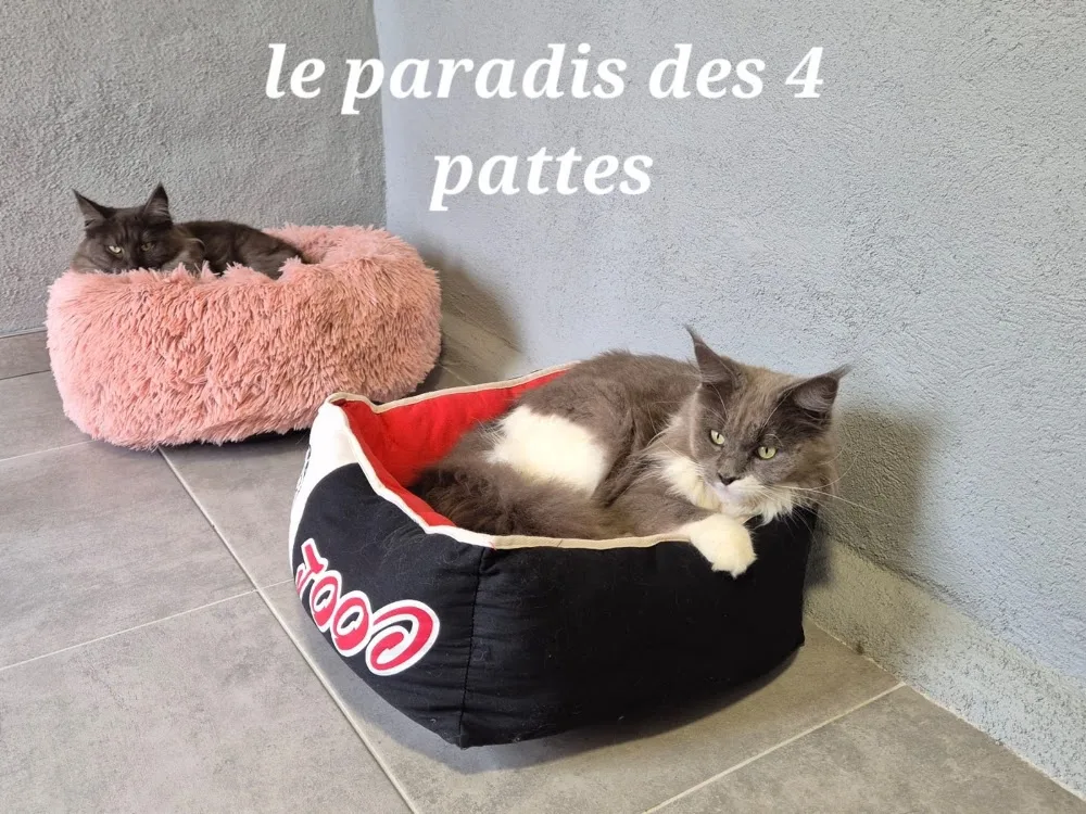Pension Canine et Féline, le paradis des 4 pattes - Côte-d'Or pet otel görseli 2