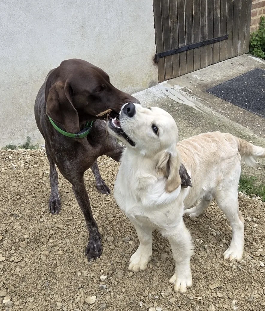 Pension Canine et Féline, le paradis des 4 pattes - Côte-d'Or pet otel görseli 3