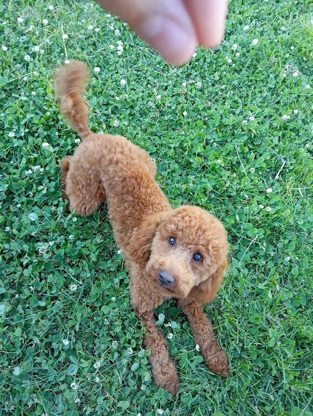 Pension canine familiale bouille de loup - Côte-d'Or pet otel görseli 3