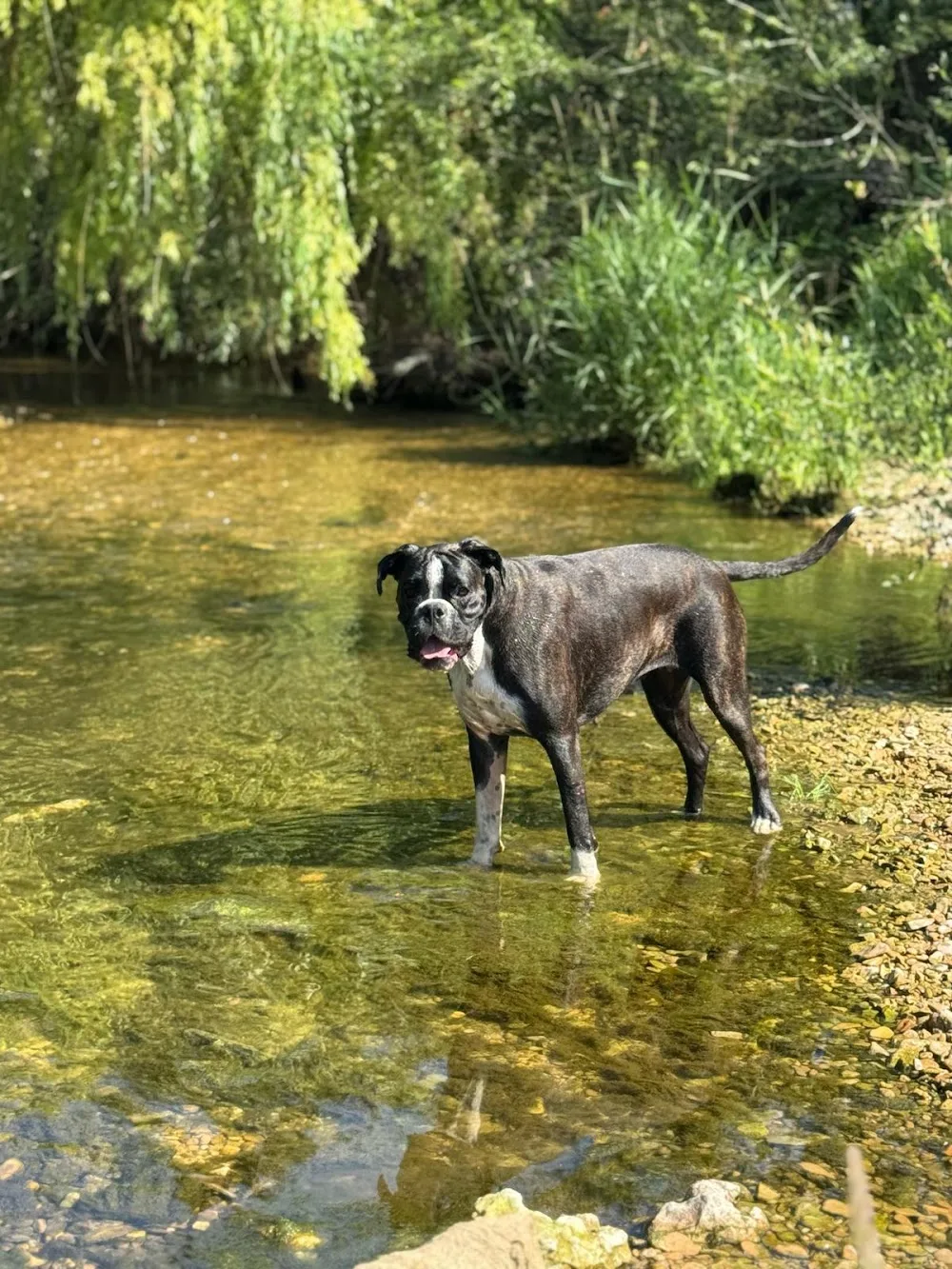 Pension Canine La Praslaysienne - Côte-d'Or pet otel görseli 3