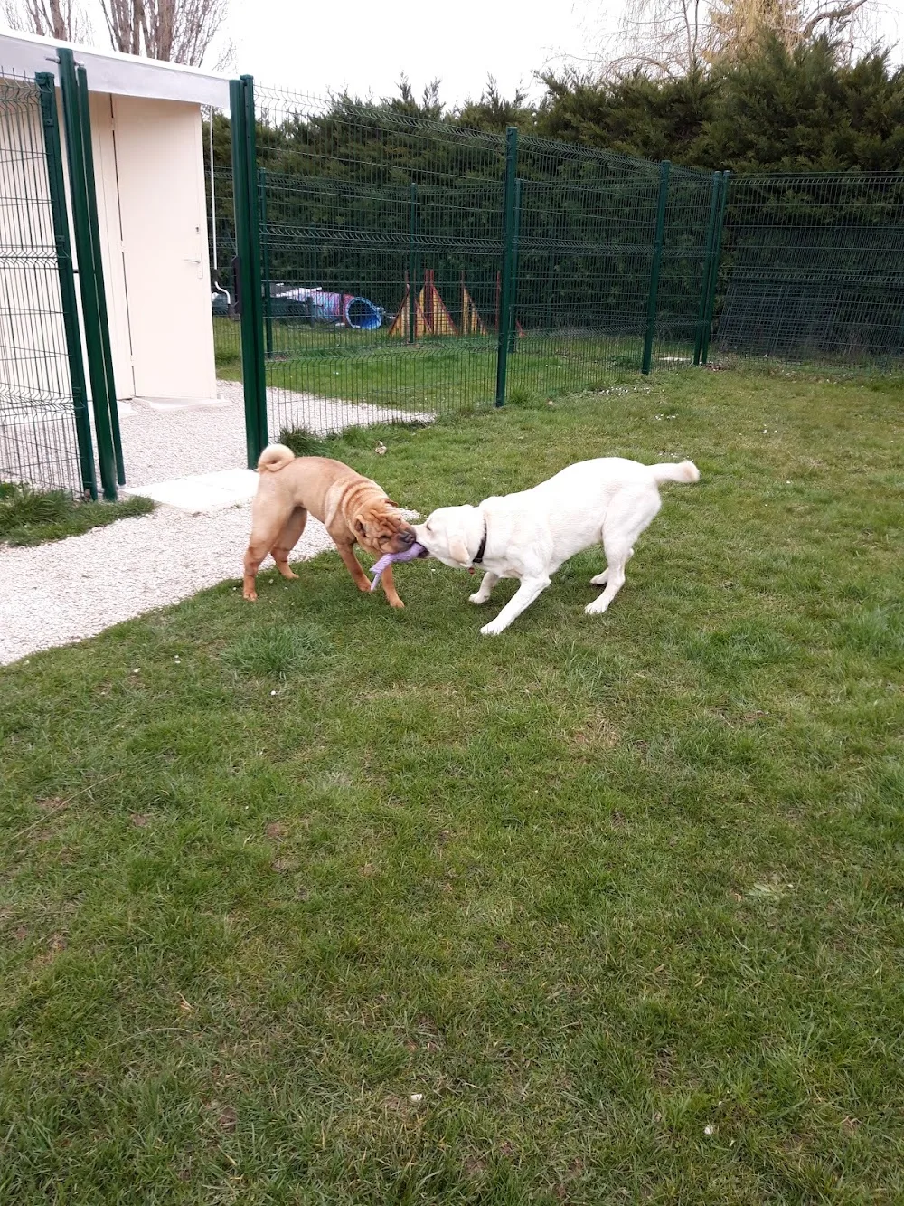 Pension chiens "Au Chemin des 4 Pattes" en Côte d'Or 21 - Côte-d'Or pet otel görseli 3