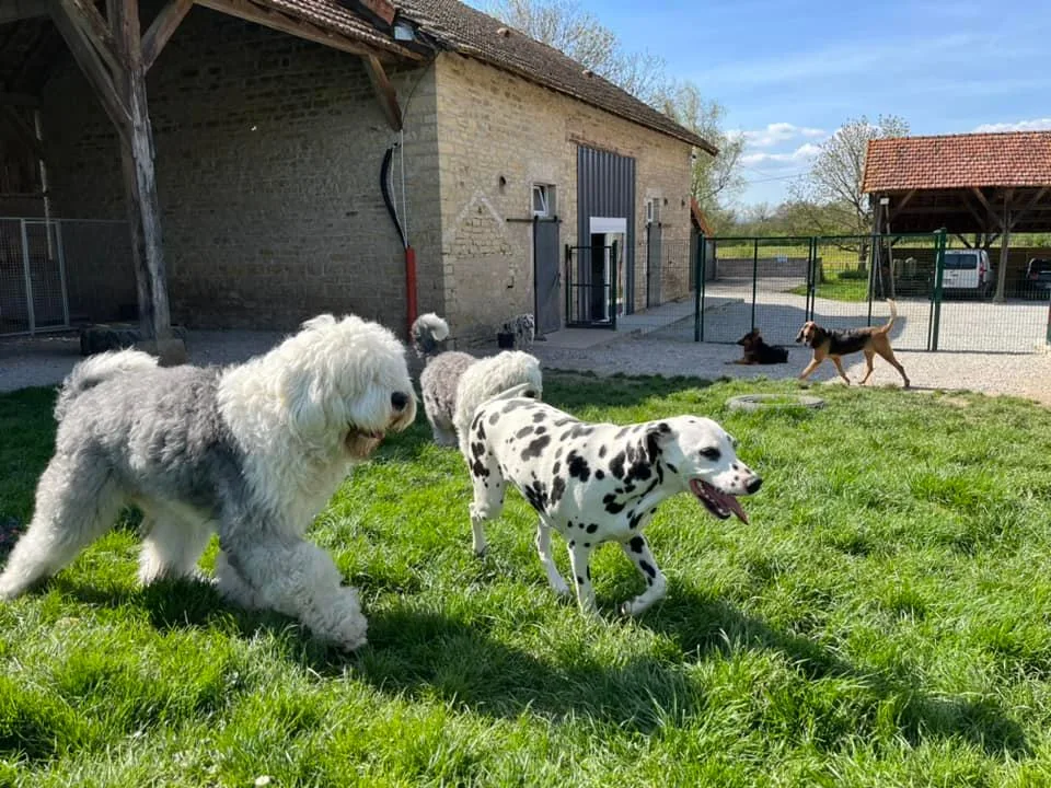 Pension Chiens et Chats Boul'sDog - Côte-d'Or pet otel görseli 2