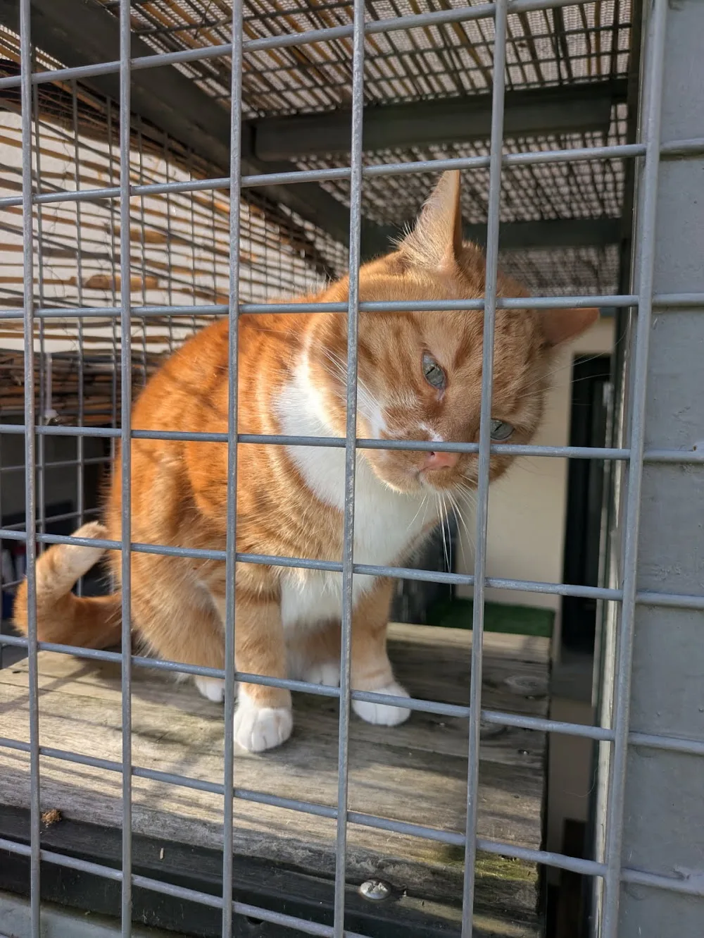 Pension Féline La Clé'O Chats - Côte-d'Or pet otel görseli 2