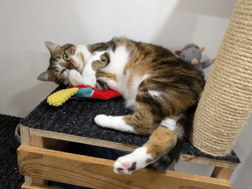 Pension Féline La Clé'O Chats - Côte-d'Or pet otel görseli 3