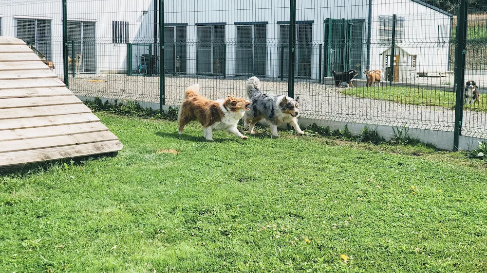 Pension canine des mille et une pattes - Côtes-d'Armor pet otel