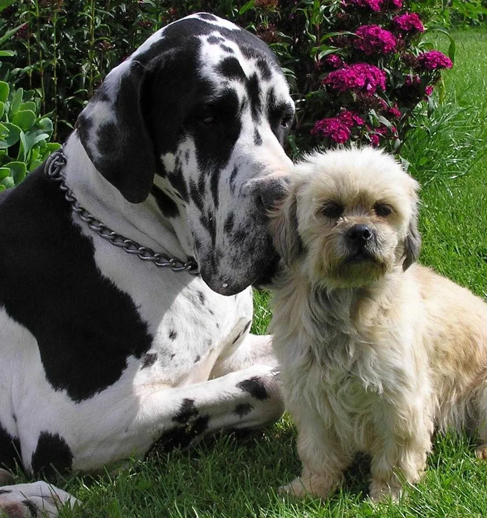 Pension canine Les Compagnons de Balthus - Côtes-d'Armor pet otel görseli 6