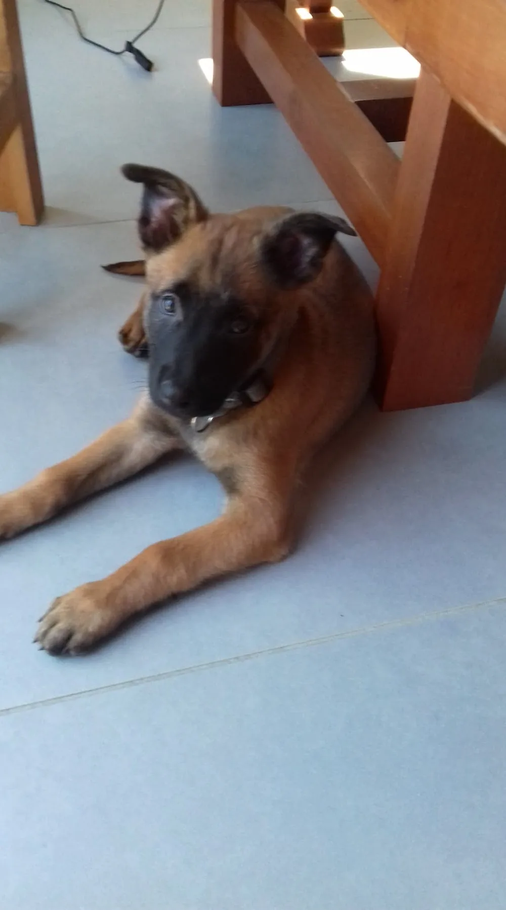 Pension de Chien L'Arche de Noël Lestic - Côtes-d'Armor pet otel