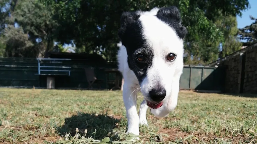 Countryranch Bodrum Kedi-Köpek Oteli ve Köpek Eğitim Merkezi - Muğla pet otel görseli 3