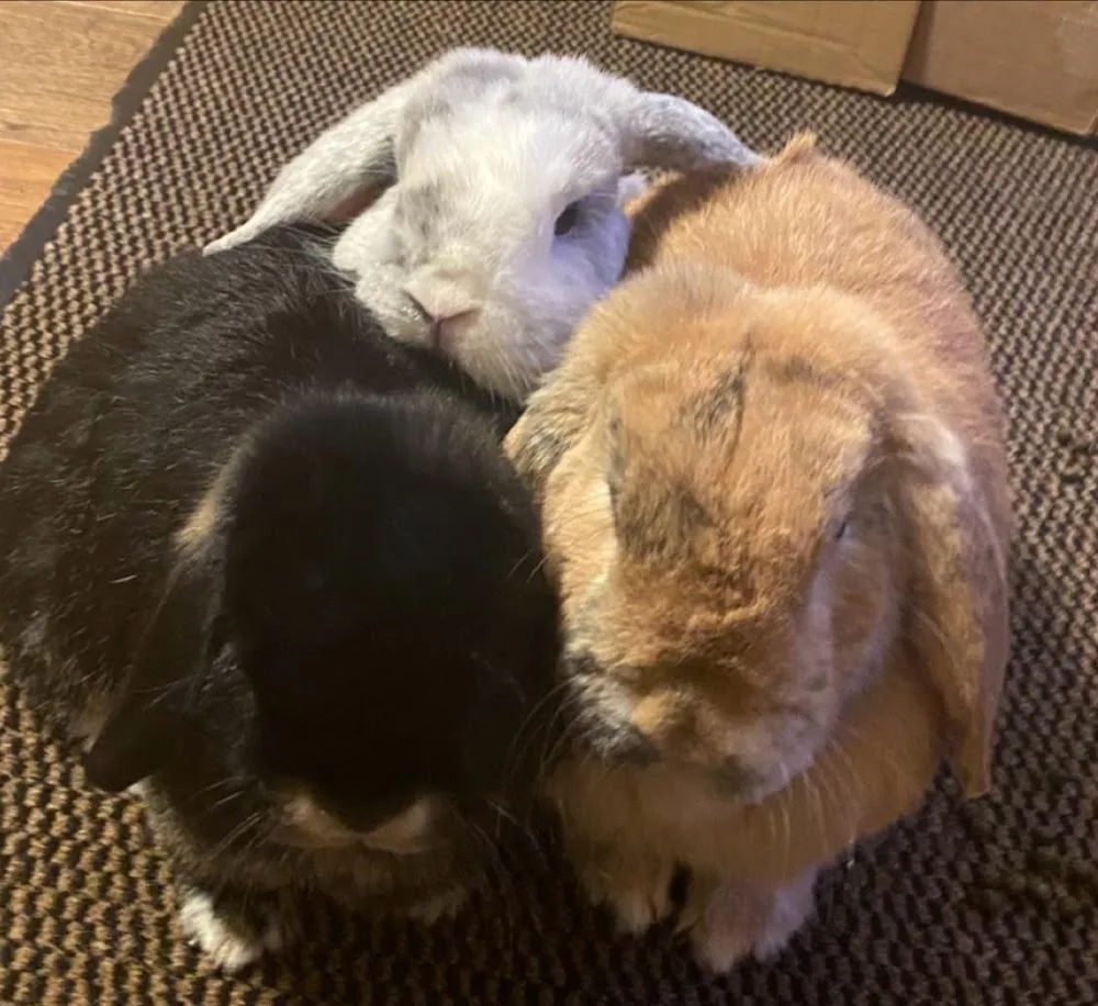 Bunny Bunkhouse Coventry - Coventry pet otel