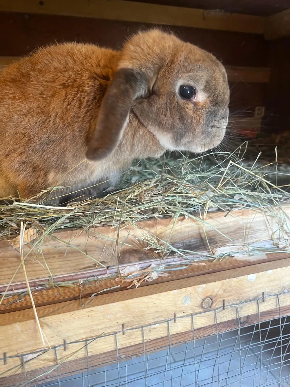 Bunny Bunkhouse Coventry - Coventry pet otel görseli 3