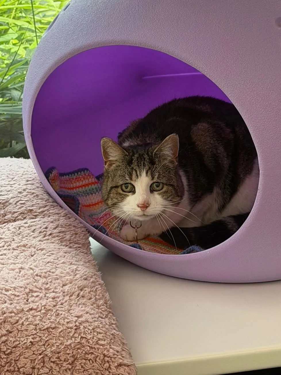 Corley Rocks Cattery & Grooming Parlour - Coventry pet otel görseli 5