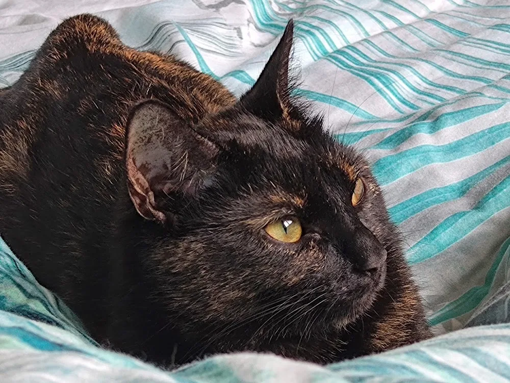 Coventry Cattery - Coventry pet otel görseli 3
