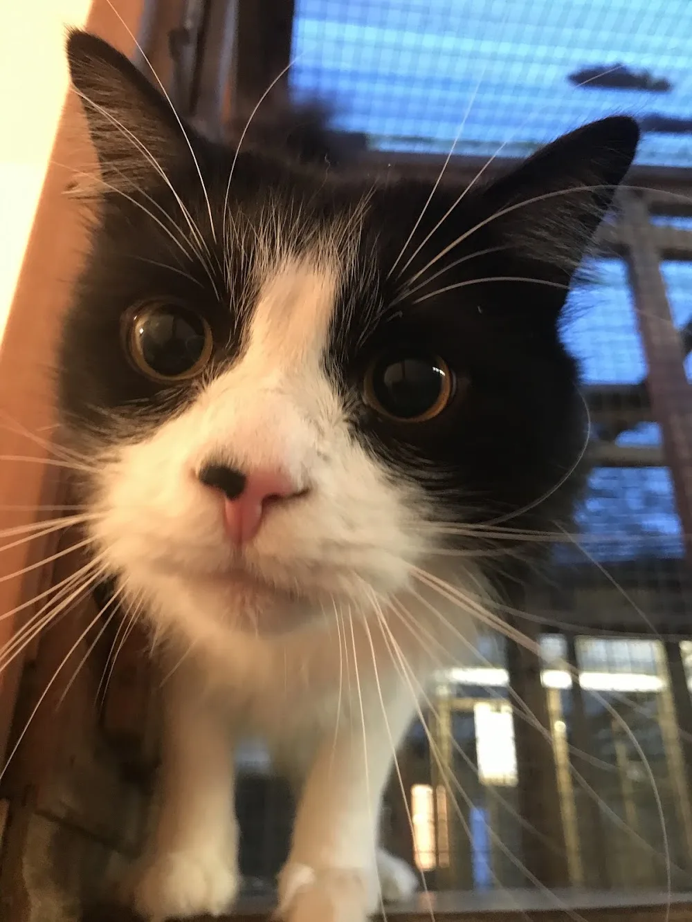Fur Inn Cattery - Coventry pet otel görseli 3