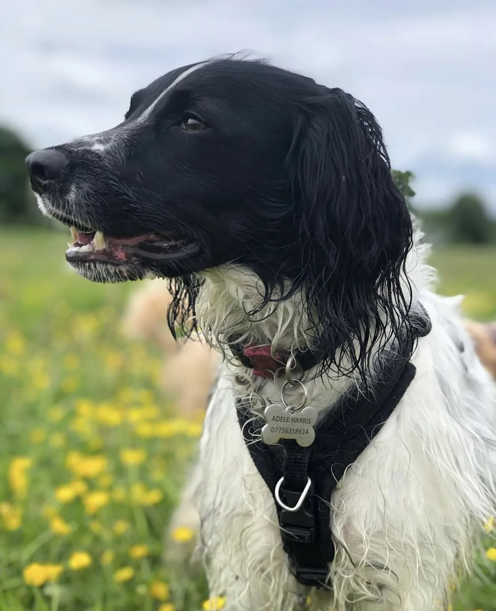 Go Fetch Berkswell. Walking and boarding - Coventry pet otel
