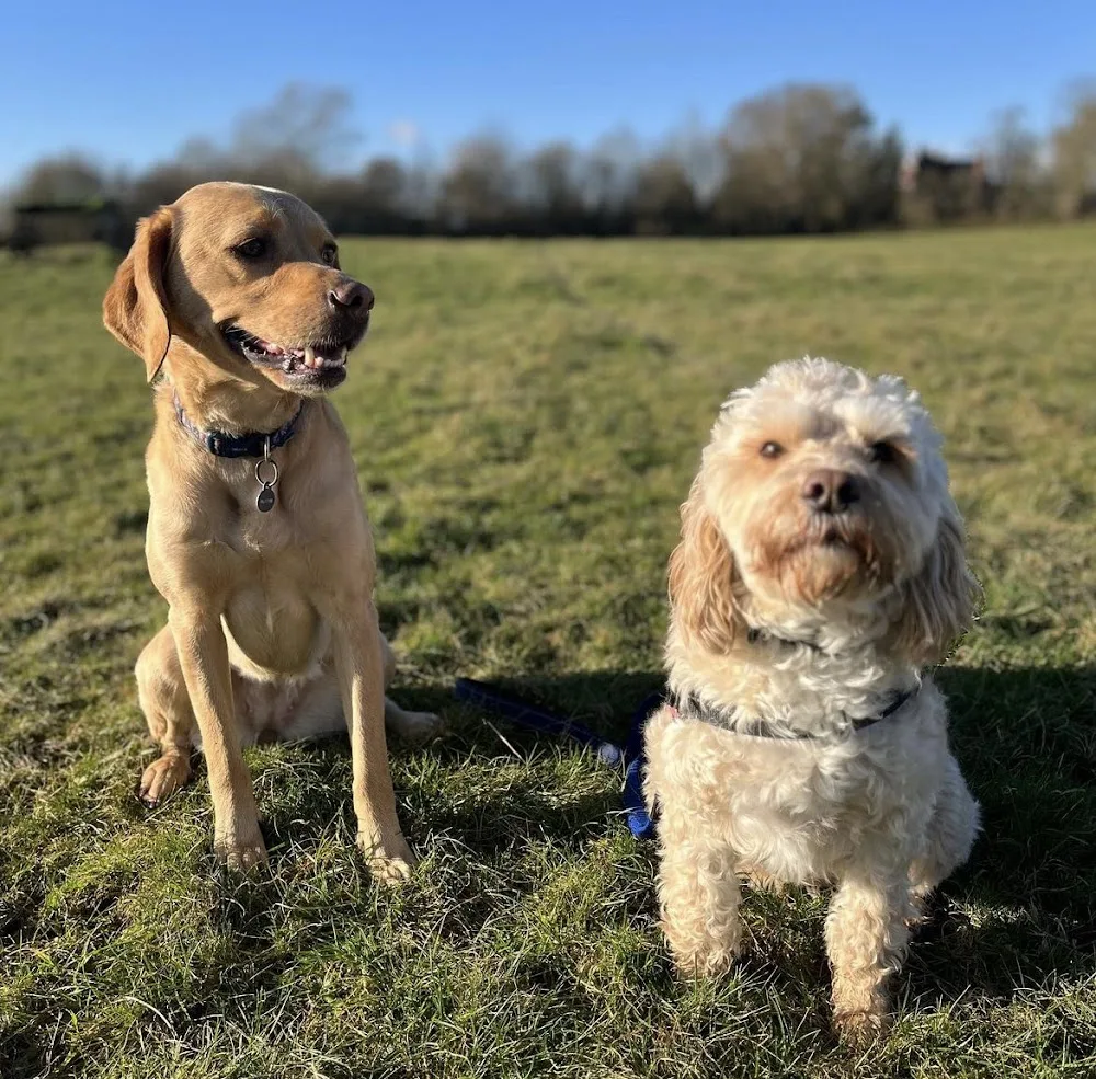 Go Fetch Berkswell. Walking and boarding - Coventry pet otel görseli 3