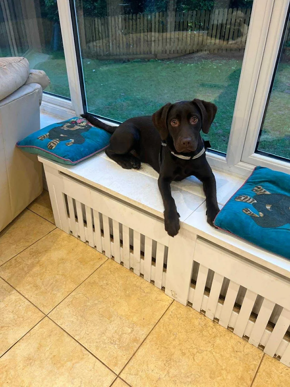 Kingswood Small Dog Home Boarding and Day Care - Coventry pet otel