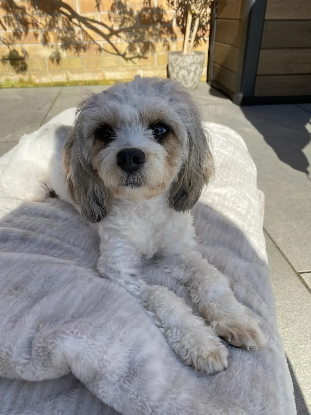 Kingswood Small Dog Home Boarding and Day Care - Coventry pet otel görseli 3