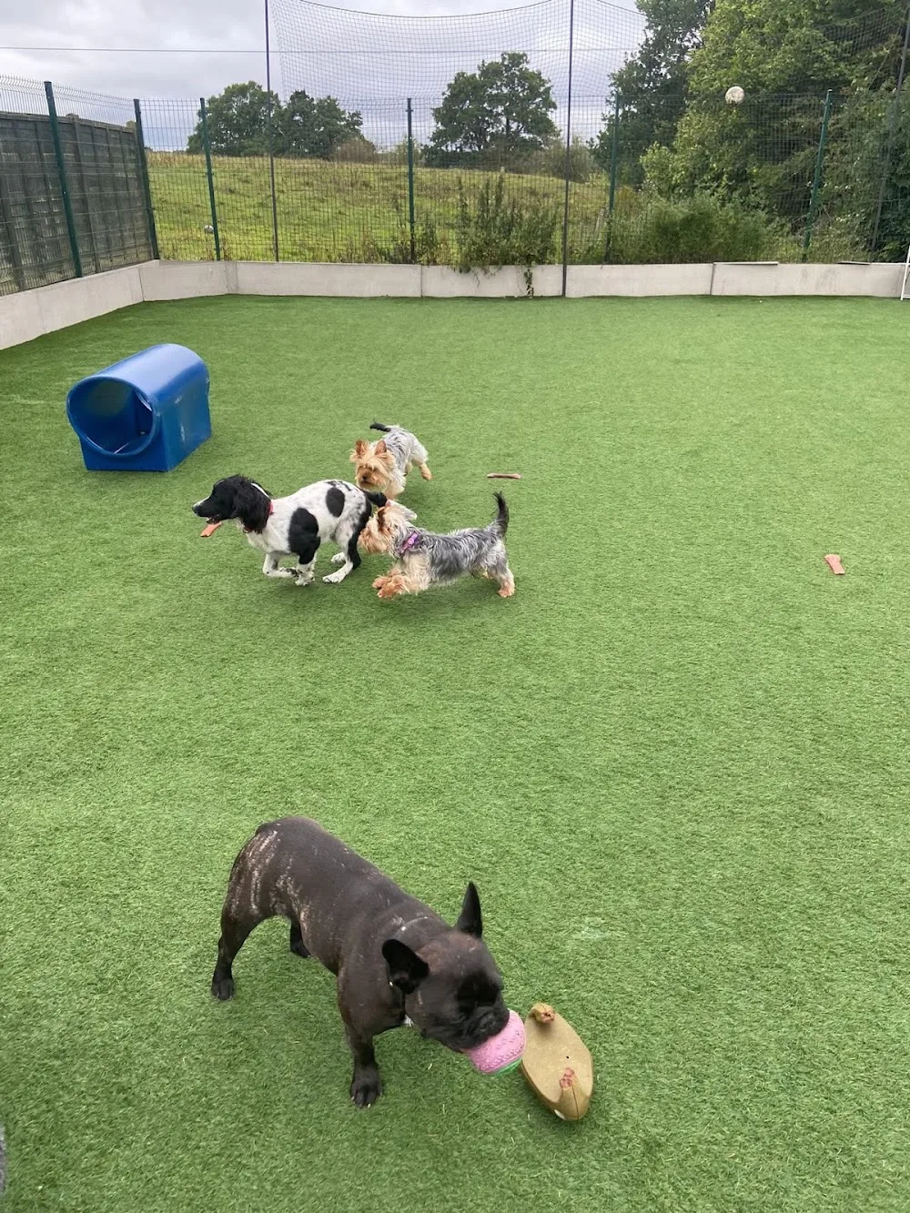 Playful Precious Paws - Coventry pet otel görseli 2