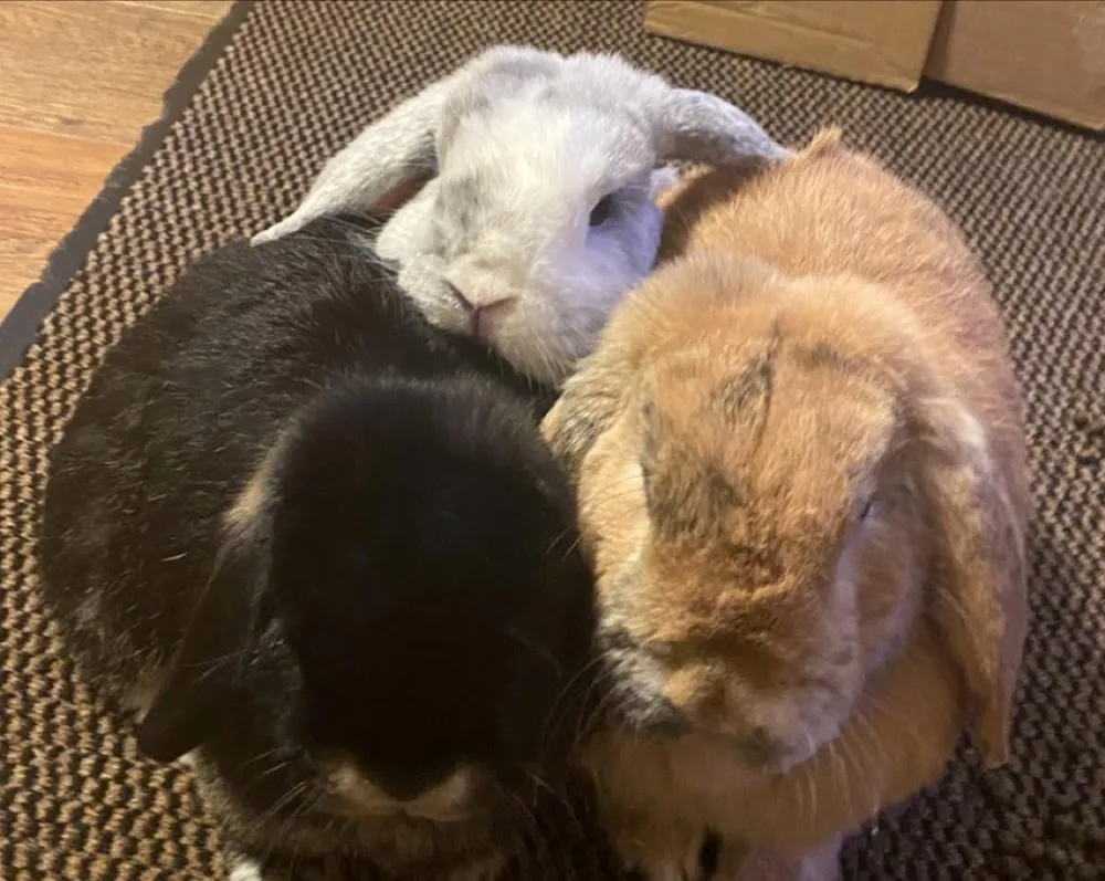 Rabbit and Guinea Pig Boarding Coventry, West Midlands - Coventry pet otel görseli 2