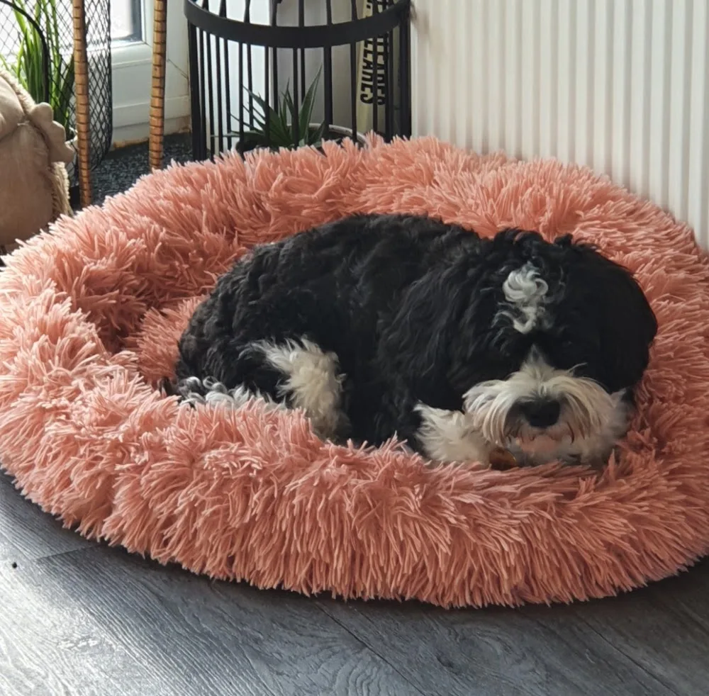 Small Paws & Claws Coventry & Warwickshire Dog Grooming | Home Dog Boarding | Doggy Day Care | Play Days | Dog Walking Field - Coventry pet otel görseli 3