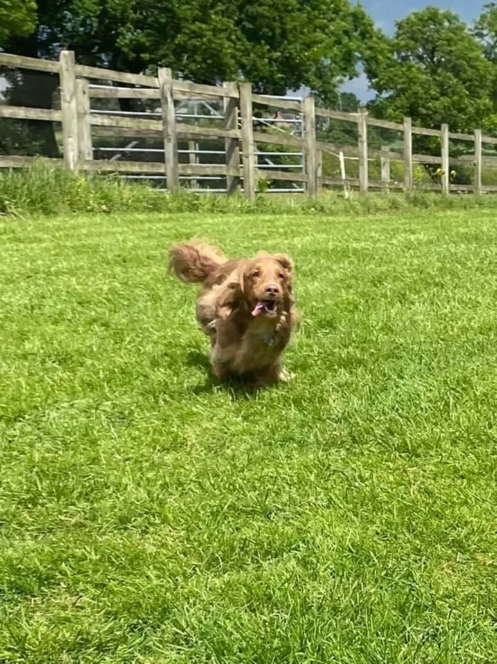 The Holidog Inn. Home Boarding - Coventry pet otel