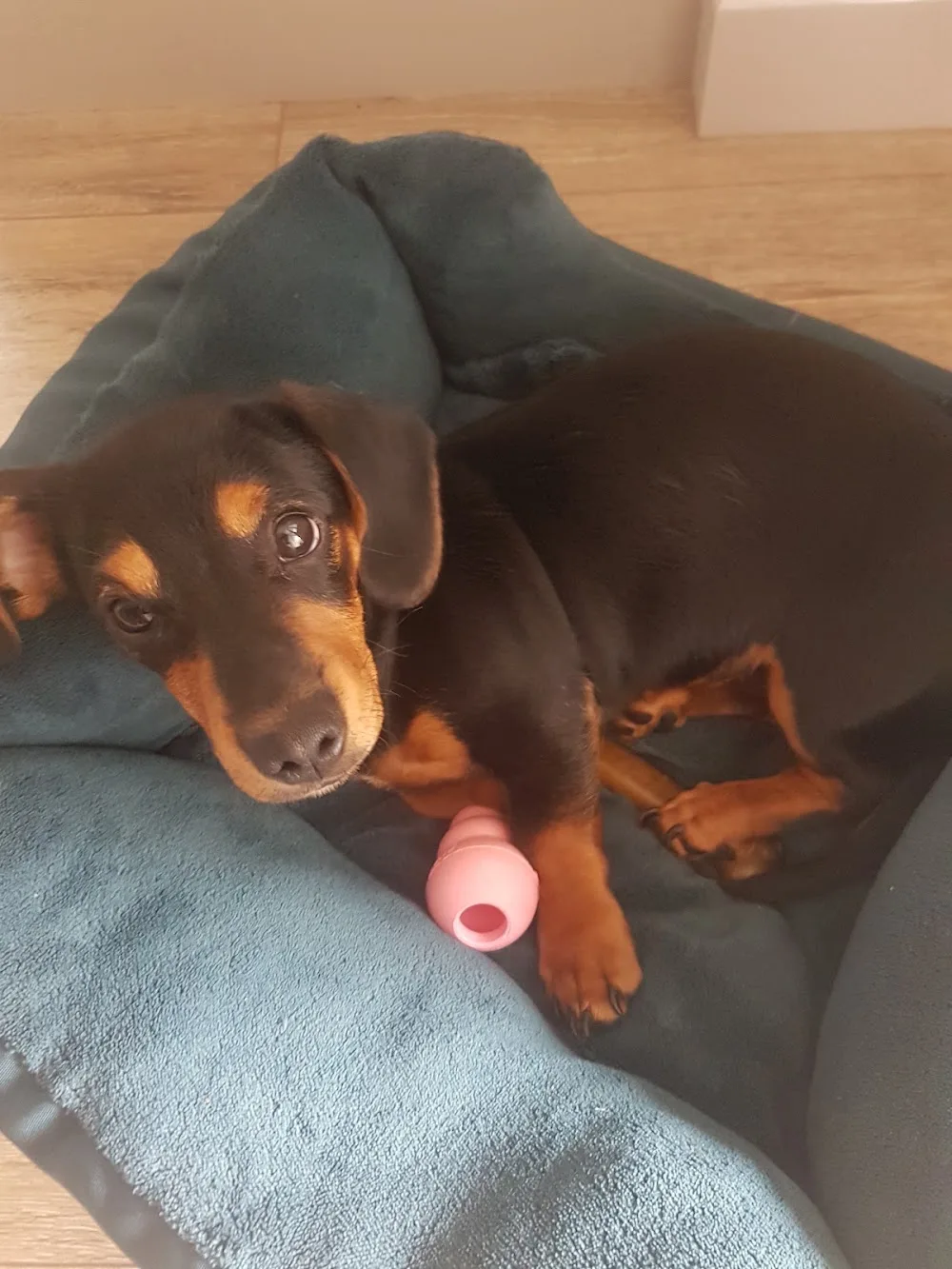 The Holidog Inn. Home Boarding - Coventry pet otel görseli 3