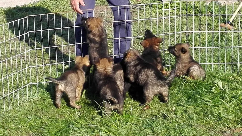 Centre Canin La Faye - Pension, élevage, éducation canine - Creuse pet otel görseli 3