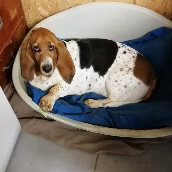 la chataigneraie de bel air - Creuse pet otel görseli 3
