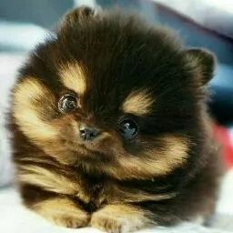 La Nounou de vos animaux - Nieul 87 - Creuse pet otel görseli 5