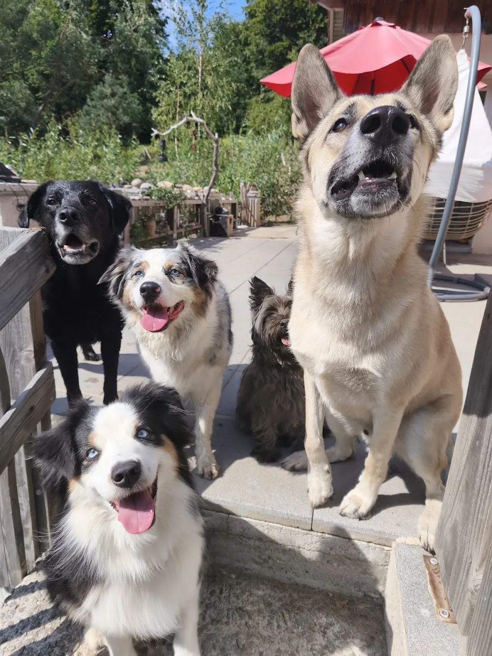 La petite colo des 4 pattes - Creuse pet otel
