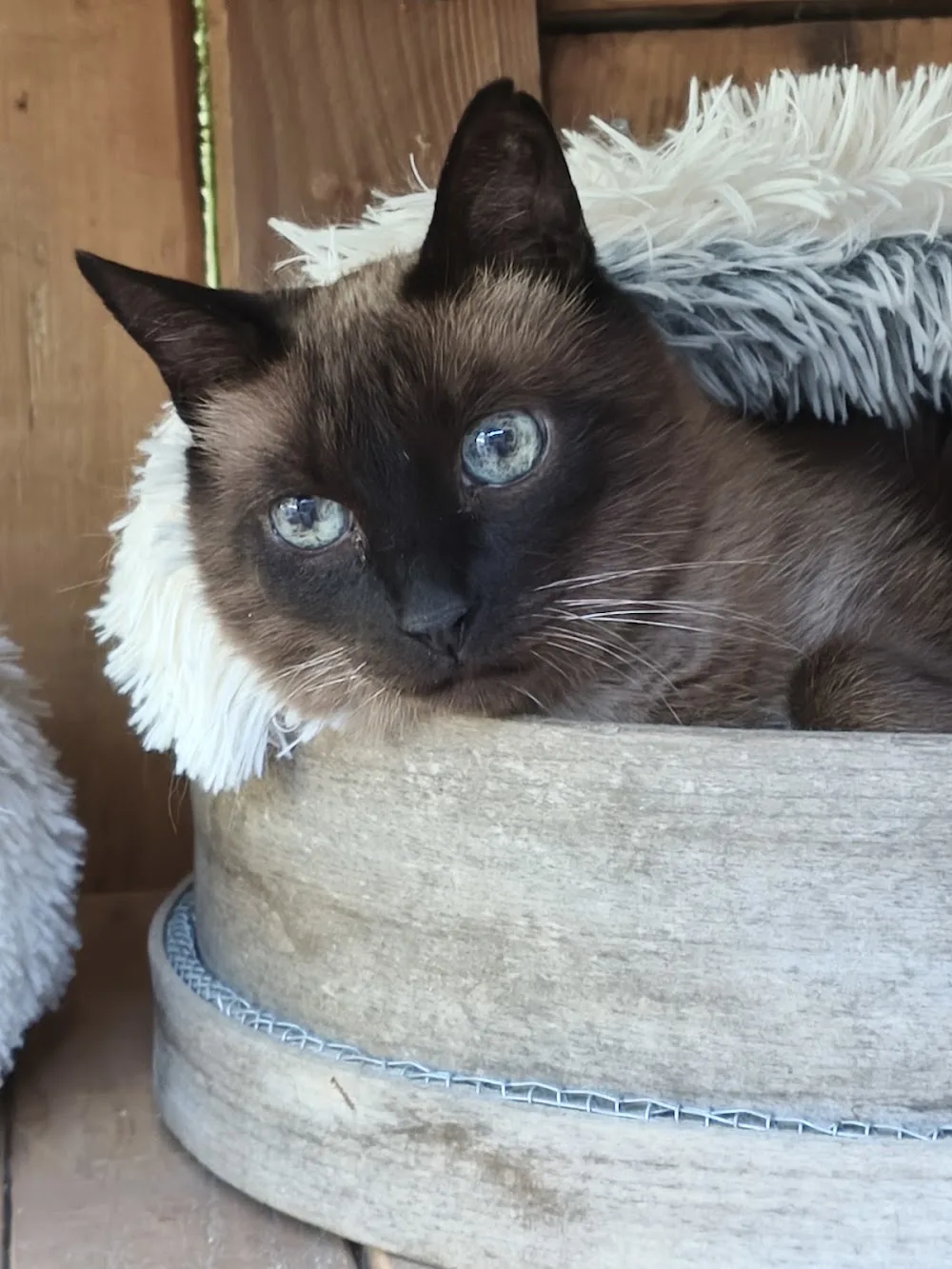 La petite colo des 4 pattes - Creuse pet otel görseli 3