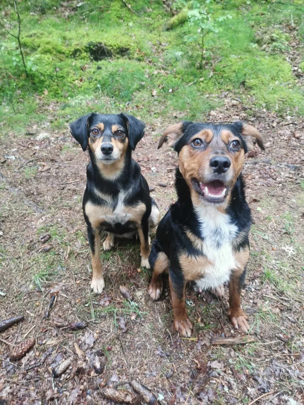 Pension canine Royal câlin - Creuse pet otel
