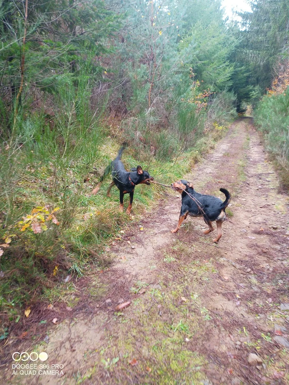 Pension canine Royal câlin - Creuse pet otel görseli 3