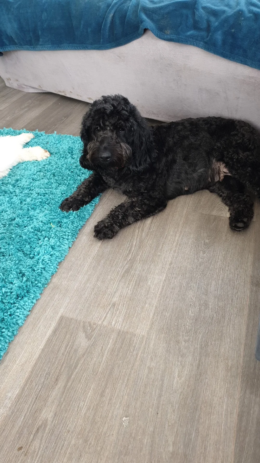 Bankend Cattery, Kennels and Grooming - Crosby Ravensworth pet otel