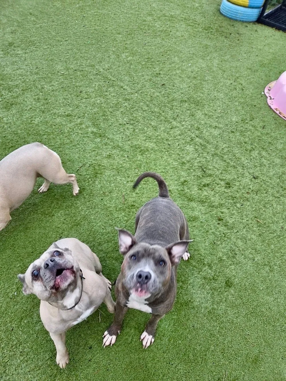 Bankend Cattery, Kennels and Grooming - Crosby Ravensworth pet otel görseli 3