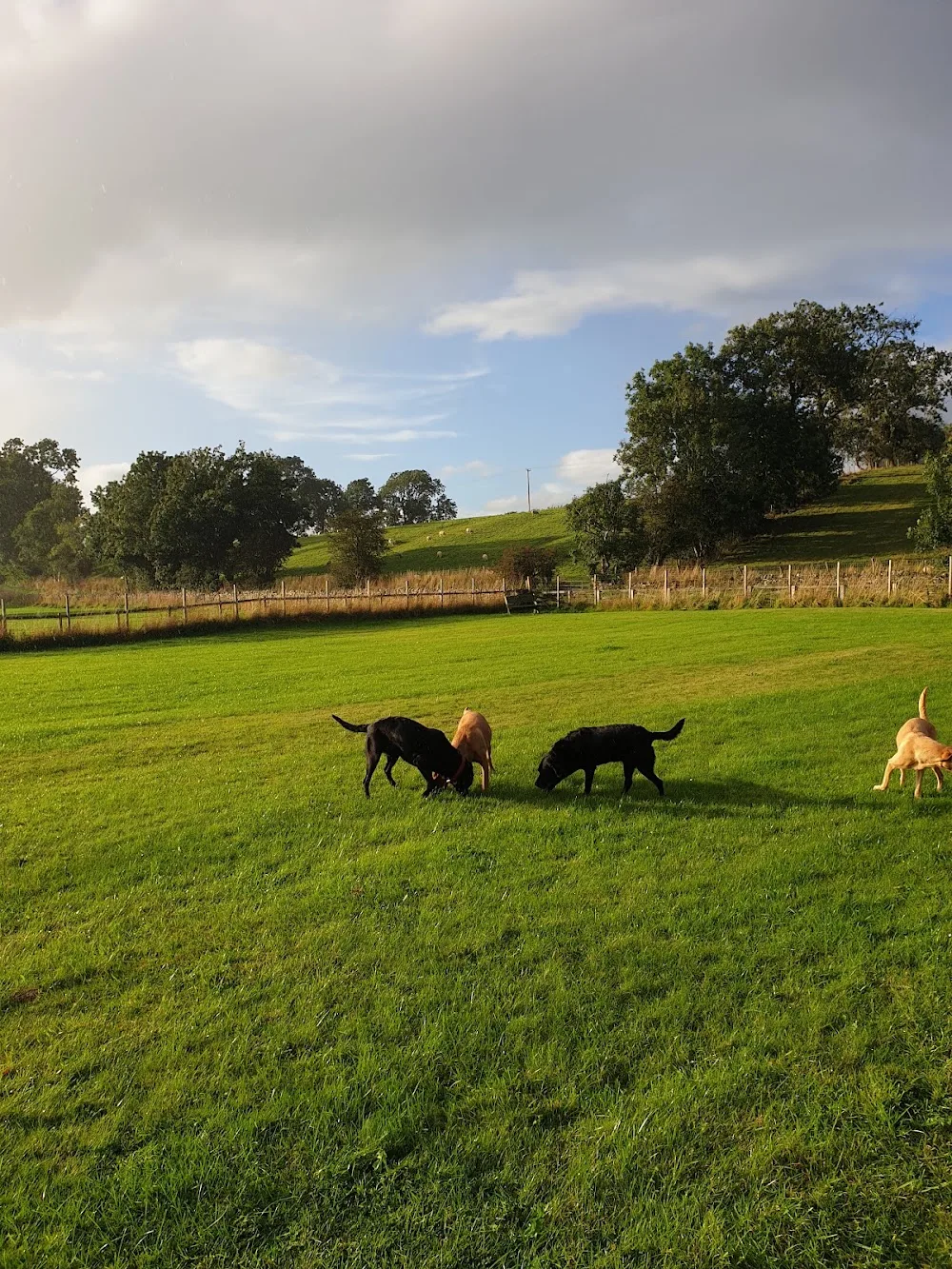 Cherry Tree Kennels - Crosby Ravensworth pet otel görseli 3